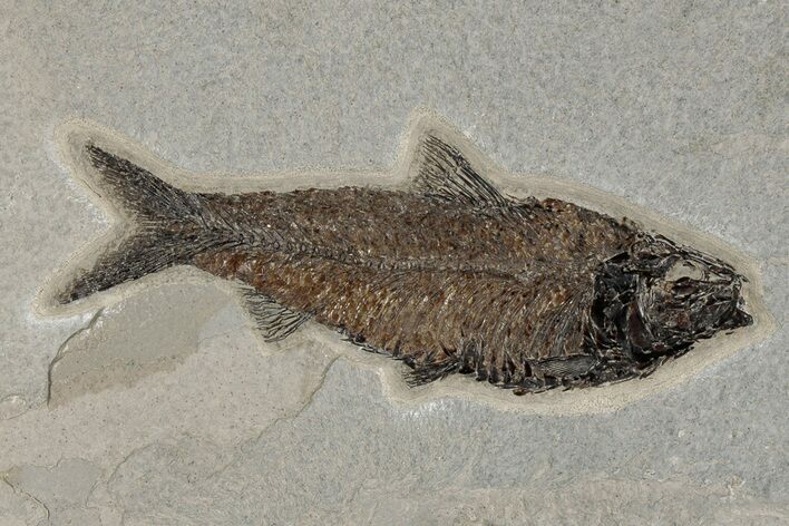 Detailed Fossil Fish (Knightia) - Wyoming #198116